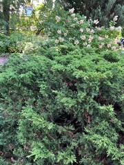 Juniperus sabina. A big old coniferous bush in the summer garden. Flower background