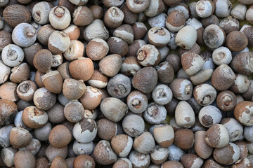 A pile of dried Areca nuts without any husks