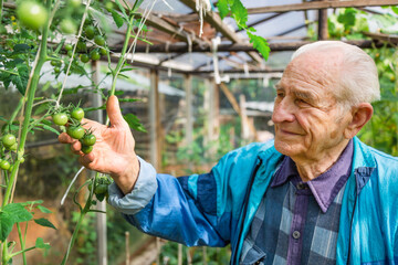 Agriculture, farming and gardening concept. Old senior man holding and checking tomatoes at farm...