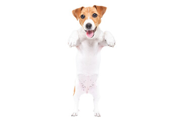  Adorable Jack Russell Terrier puppy standing on hind legs isolated on white background