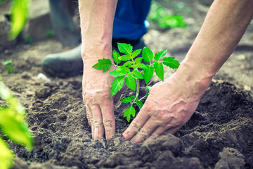 Naklejka premium Old senior male hands planting the tomato seedling into the soil in greenhouse farm. Agriculture and gardening concept.