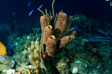 Colorful Tube Sponges