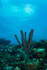 Fototapeta premium Tube Sponges