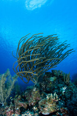 Waving With the Current