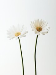Two spring flowers are made of plexiglass, growing upward from the bottom of the picture, shot at a low angle, the background is white, surreal photography style
