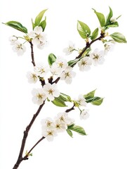 Obraz premium a cherry flower branch cut out transparent background