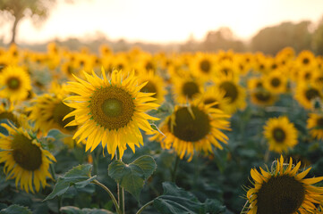 Fototapeta premium Wide photo of agriculture farm field in which sunflower cultivated and fully bloomed. Evening time and sun light glowing flowers.