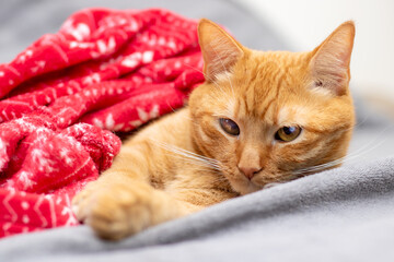 An orangecolored cat is comfortably laying on a bed covered with a red blanket