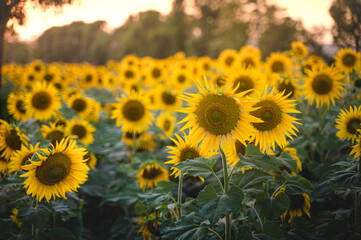 Fototapeta premium Bloomed sunflowers cultivated in the agriculture farm. Used selective focus.