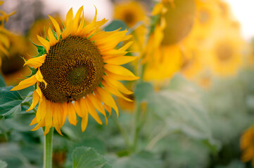 Sunflower close up with sun light glowing flowers during evening. Copy space and selective focus.