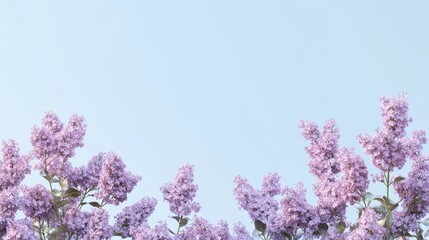 Beautiful Wide Angle soft spring background with lilac flowers. Panoramic pastel floral pink and purple template Web banner. greeting card with Copy Space. Illustration for Albums, notebooks.