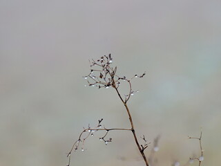 A leafless branch with a drop of water in winter. A photogenic natural phenomenon, perfect for seasonal environmental themes and bold designs