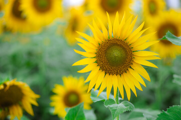 Fototapeta premium One sunflower in full bloomed in the farm field.