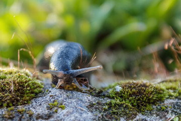 Close-up of a large slug showing skin texture and details highlighting its unique nature.