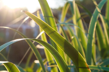 Fototapeta premium Green sprout on a natural background, illuminated by sunlight. Symbol of growth, life and ecological harmony