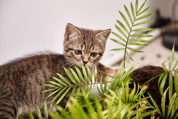 A young tabby kitten curiously inspects a broken flower pot, with soil scattered around green plant...