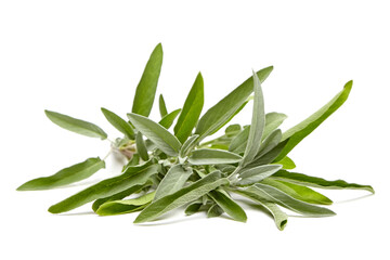 A fresh bundle of sage leaves with soft, textured green foliage. Isolated on a white background, ideal for culinary or herbal use