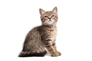 Cute tabby kitten sitting and looking up, isolated on a white background. The fluffy fur, expressive eyes, and curious expression convey innocence and playfulness