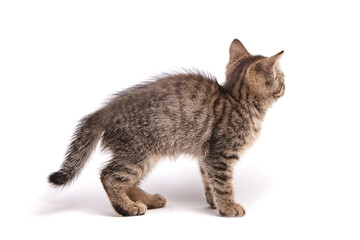 Adorable tabby kitten standing in profile, facing away, with fluffy striped fur and perked ears. The kitten posture shows curiosity and alertness