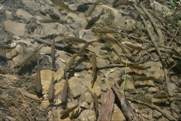 Fototapeta premium A school of fish in clear water in Plitvica Lakes National Park, Croatia