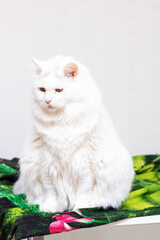Obraz premium A fluffy white cat sits on a green and black patterned blanket