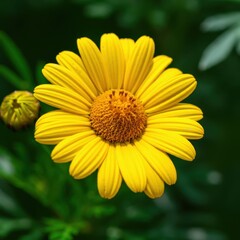 Obraz premium Yellow daisy flower, vibrant petals, macro photography, blurred green background, nature close-up, detailed center, sunflower-like bloom, garden flower, bright sunny day, sharp focus, botanical imager