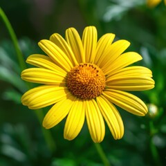 Obraz premium Yellow daisy flower, vibrant petals, macro photography, blurred green background, nature close-up, detailed center, sunflower-like bloom, garden flower, bright sunny day, sharp focus, botanical imager