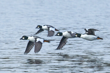 Flock of goldeneye flying above water.