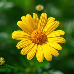 Obraz premium Yellow daisy flower, vibrant petals, macro photography, blurred green background, nature close-up, detailed center, sunflower-like bloom, garden flower, bright sunny day, sharp focus, botanical imager