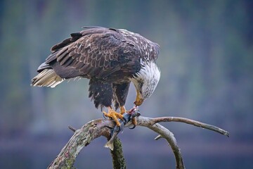 Bald eagle on a branch eats a fish.