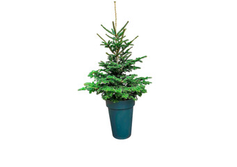 Small fresh christmas tree in pot isolated on white background. Green tree cut out for design