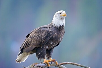 Close up of bald eagle on branch.