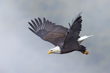 Bald eagle flies in the fog.