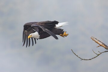 Bald eagle soars from branch.