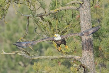 Eagle spreads its wings flying from branch.