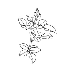 Line sketch, rose flower outline. Simple botanical elements. Vector graphics.