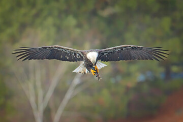 Bald eagle in flight adjusts the fish.
