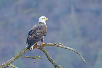 Majestic bald eagle on a branch.