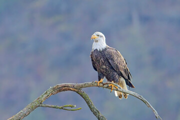Alert bald eagle on a branch.