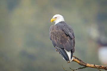 Majestic bald eagle perchined on a branch.