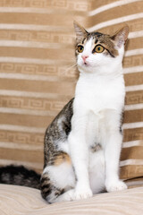 A Playful Tabby Cat Sitting Comfortably on a Soft Beige Background That is Very Cozy and Warm