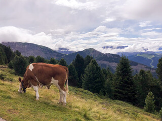 cow on the mountain