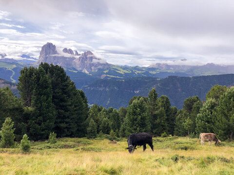 cows in the mountains