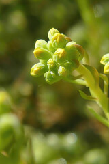 Yellow sedum plant blooming in the garden
