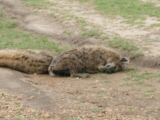 Hyenas resting on dirt road in african savanna