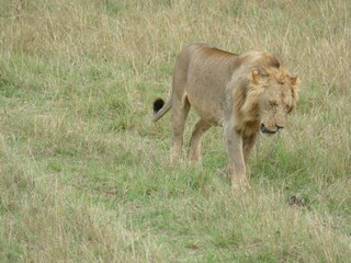 Young male lion walking on dry grass in masai mara national reserve