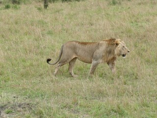 Male lion walking in the african savanna during the daytime