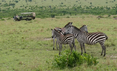 Fototapete Rund Zebra Zebras grazing in maasai mara national reserve with safari vehicle in background  © cascoly2