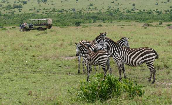 Zebras grazing in maasai mara national reserve with safari vehicle in background - Powered by Adobe