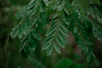 rain drops on a tree